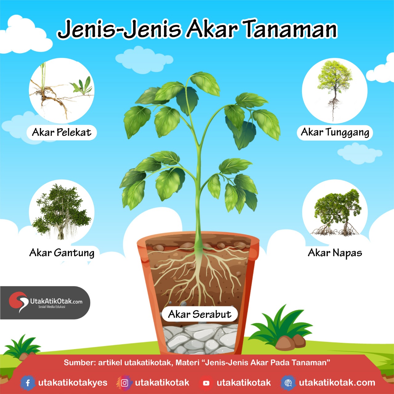 Detail Contoh Tanaman Akar Tunggang Nomer 40