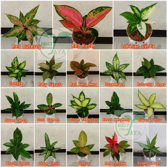 Detail Contoh Tanaman Bunga Nomer 52