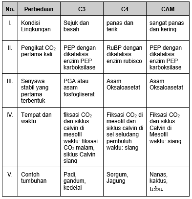 Detail Contoh Tanaman C3 C4 Dan Cam Nomer 12