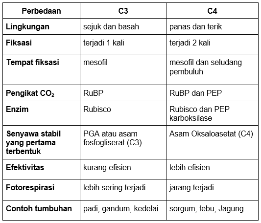 Detail Contoh Tanaman C3 C4 Dan Cam Nomer 13