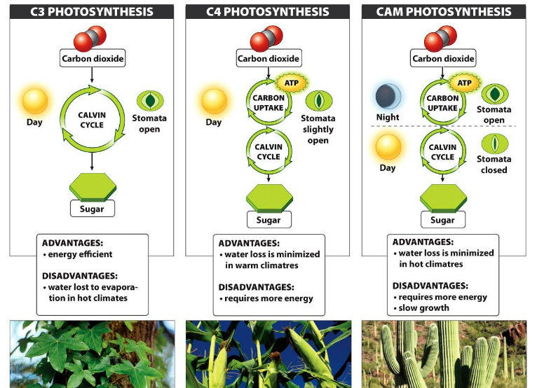 Detail Contoh Tanaman C3 C4 Dan Cam Nomer 16