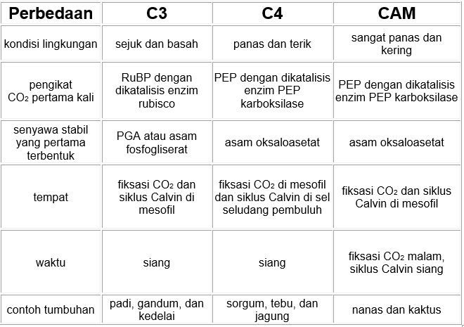 Detail Contoh Tanaman C3 C4 Dan Cam Nomer 3