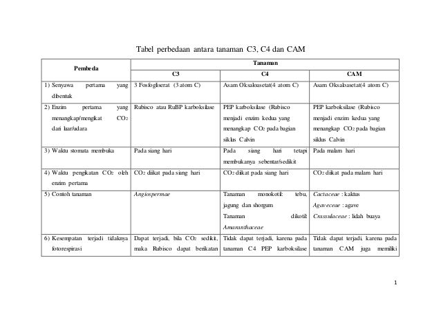 Detail Contoh Tanaman C3 C4 Dan Cam Nomer 19