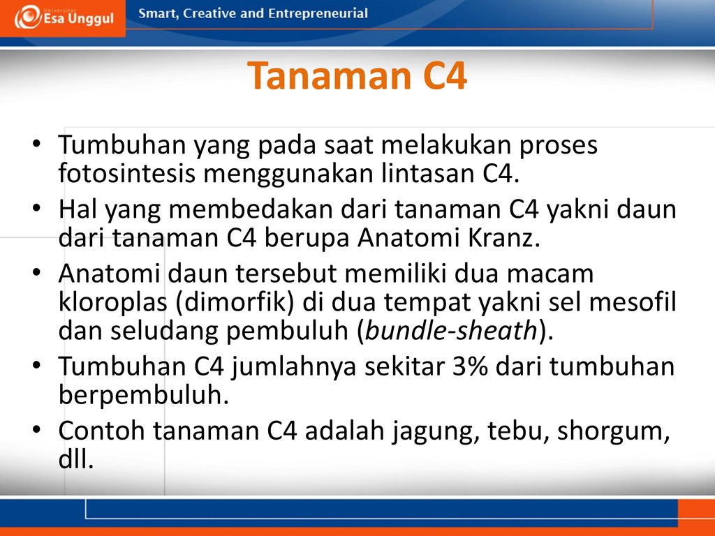 Detail Contoh Tanaman C3 C4 Dan Cam Nomer 22