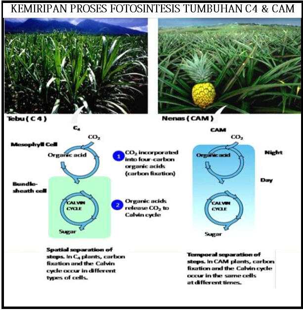 Detail Contoh Tanaman C3 C4 Dan Cam Nomer 26