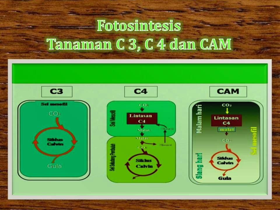 Detail Contoh Tanaman C3 C4 Dan Cam Nomer 4