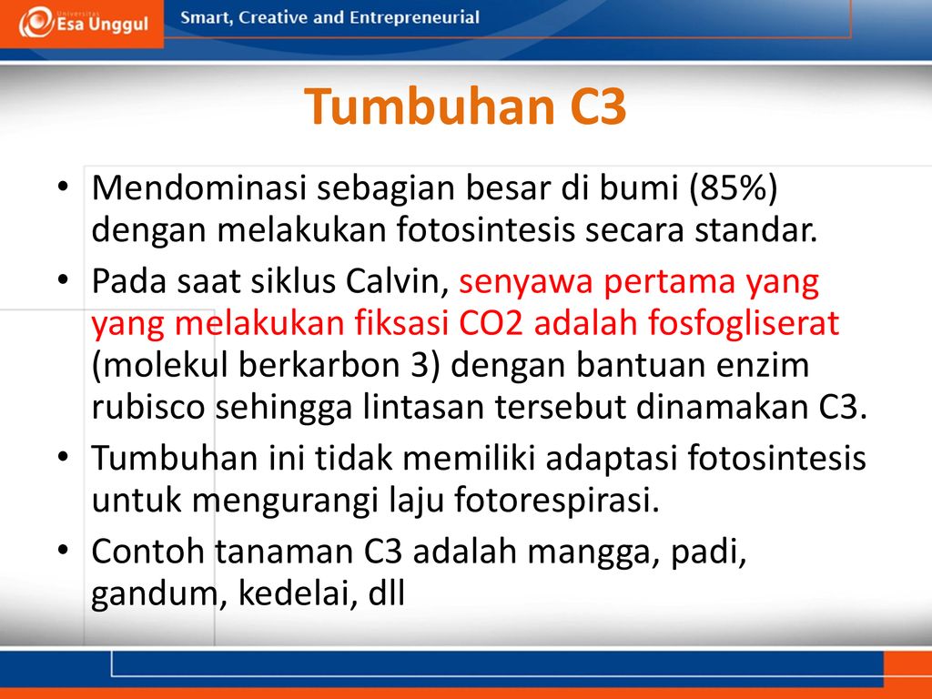 Detail Contoh Tanaman C3 C4 Dan Cam Nomer 29