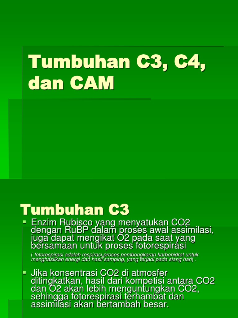 Detail Contoh Tanaman C3 C4 Dan Cam Nomer 31