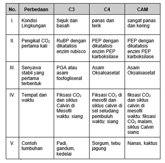 Detail Contoh Tanaman C3 C4 Dan Cam Nomer 36