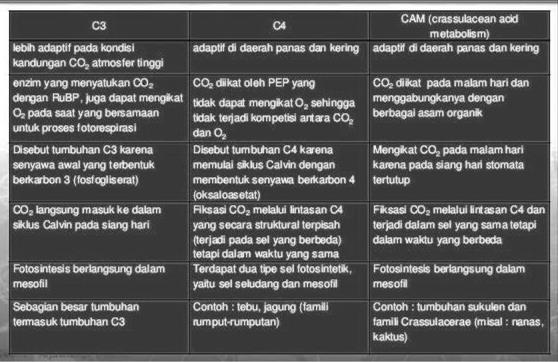 Detail Contoh Tanaman C3 C4 Dan Cam Nomer 37