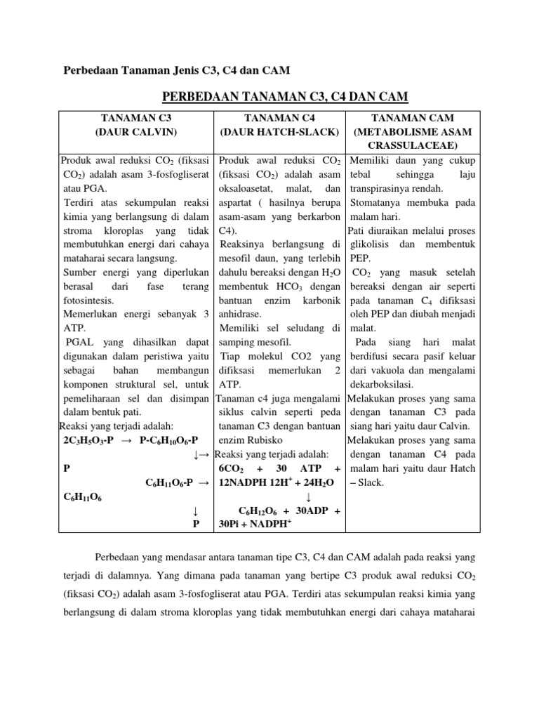 Detail Contoh Tanaman C3 C4 Dan Cam Nomer 41