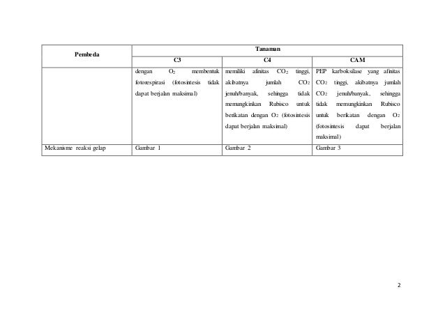 Detail Contoh Tanaman C3 C4 Dan Cam Nomer 45