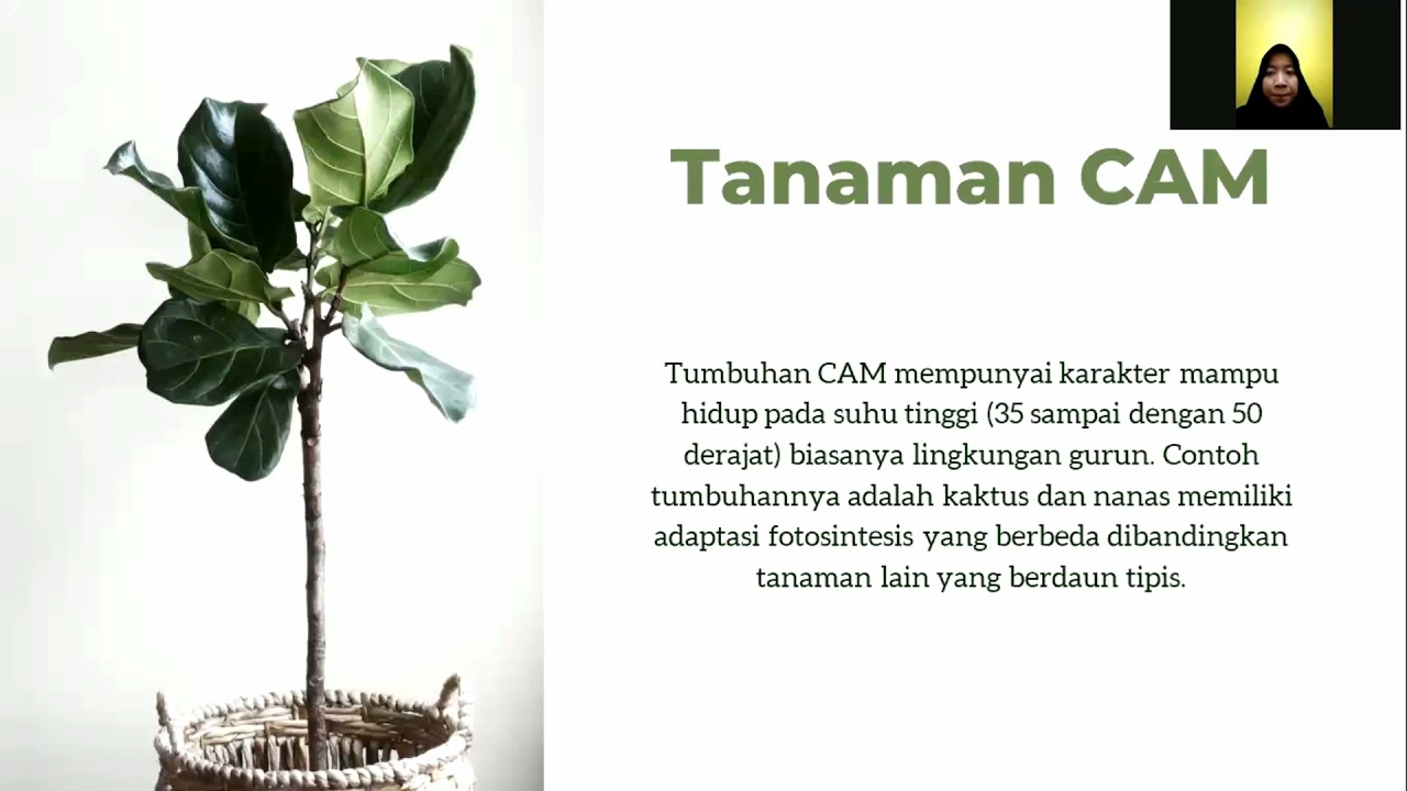 Detail Contoh Tanaman C3 C4 Dan Cam Nomer 52