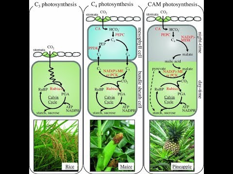 Detail Contoh Tanaman C3 C4 Dan Cam Nomer 8