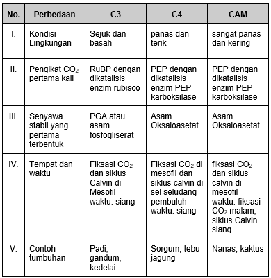 Detail Contoh Tanaman C3 C4 Dan Cam Nomer 9