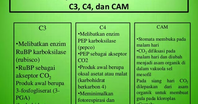 Detail Contoh Tanaman C3 C4 Dan Cam Nomer 10