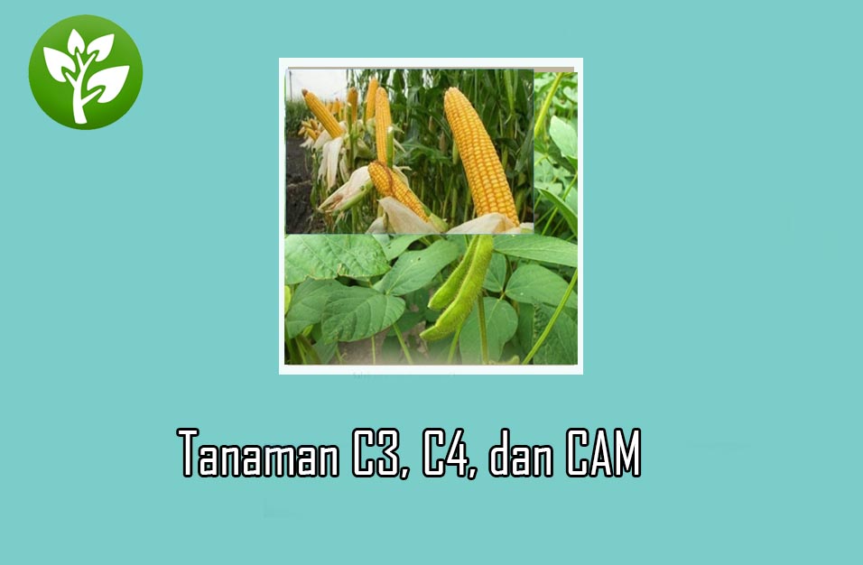 Detail Contoh Tanaman Cam Nomer 2