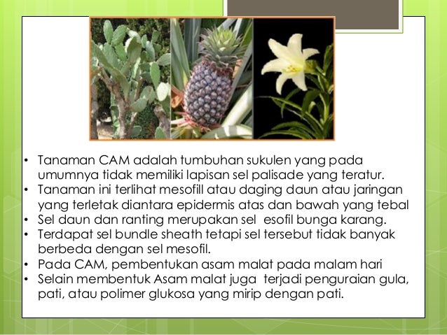 Detail Contoh Tanaman Cam Nomer 49