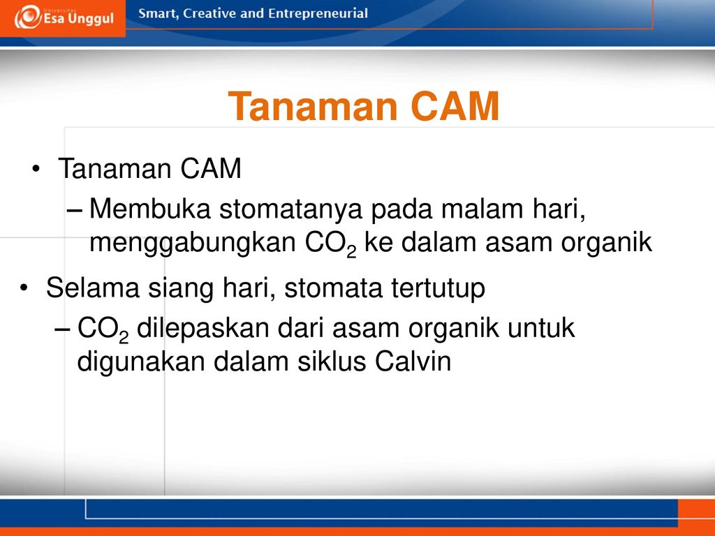 Detail Contoh Tanaman Cam Nomer 55