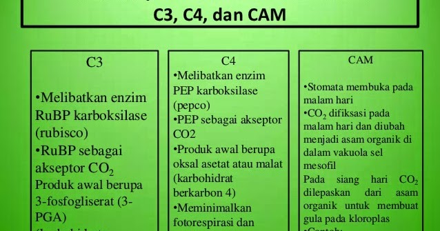Detail Contoh Tanaman Cam Nomer 10
