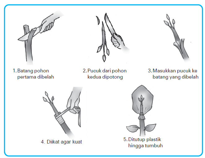 Detail Contoh Tanaman Enten Nomer 13