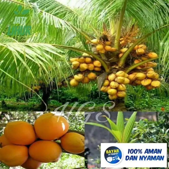 Detail Contoh Tanaman Hibrida Nomer 19