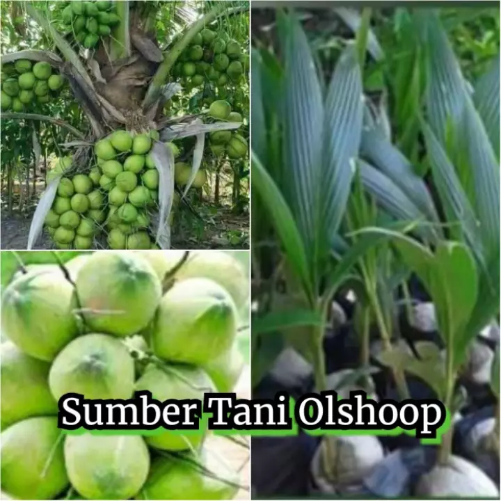 Detail Contoh Tanaman Hibrida Nomer 42