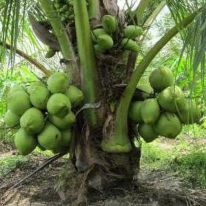 Detail Contoh Tanaman Hibrida Nomer 44