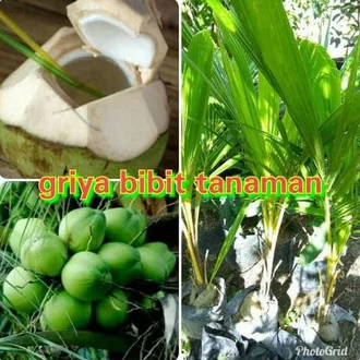 Detail Contoh Tanaman Hibrida Nomer 53