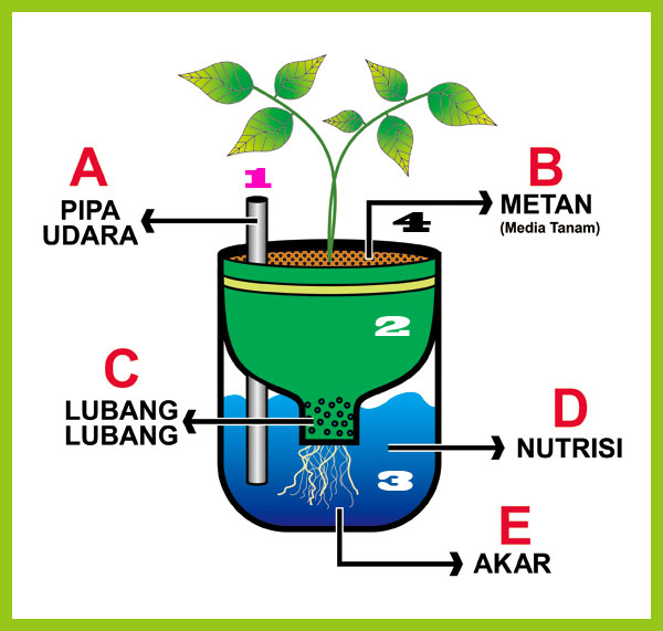 Detail Contoh Tanaman Hidroponik Sederhana Nomer 38