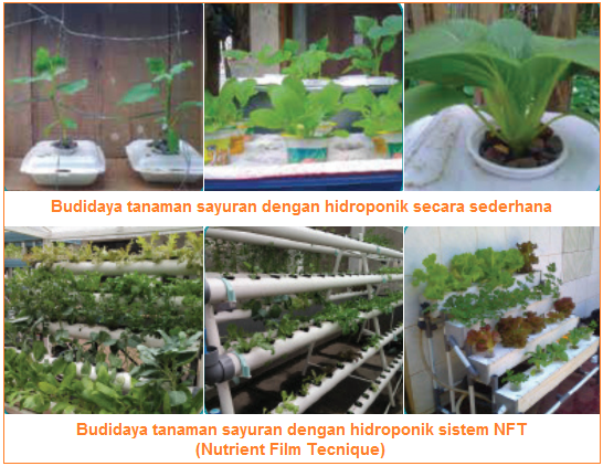 Detail Contoh Tanaman Hidroponik Sederhana Nomer 48