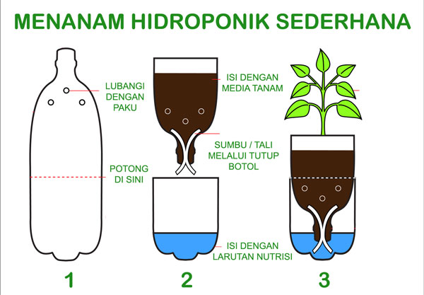 Detail Contoh Tanaman Hidroponik Sederhana Nomer 8