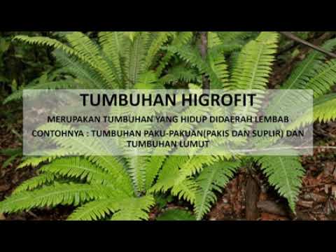Detail Contoh Tanaman Higrofit Nomer 34