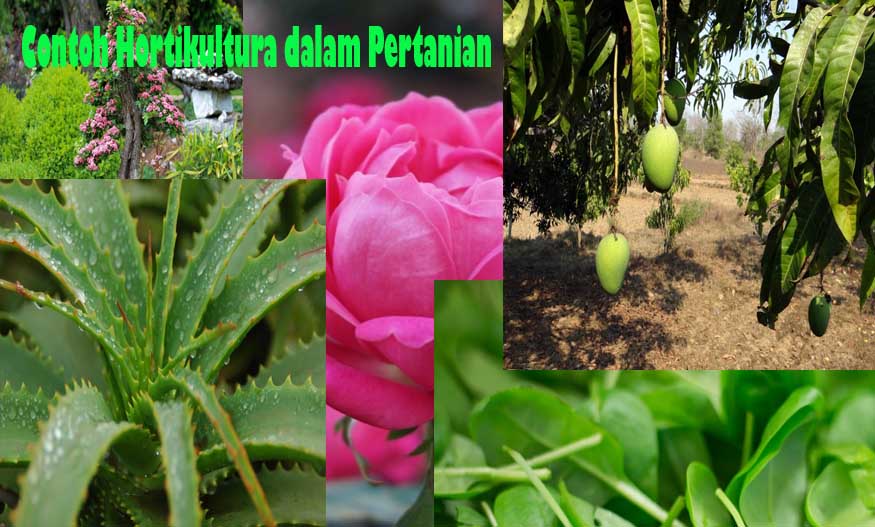 Detail Contoh Tanaman Hortikultura Nomer 36