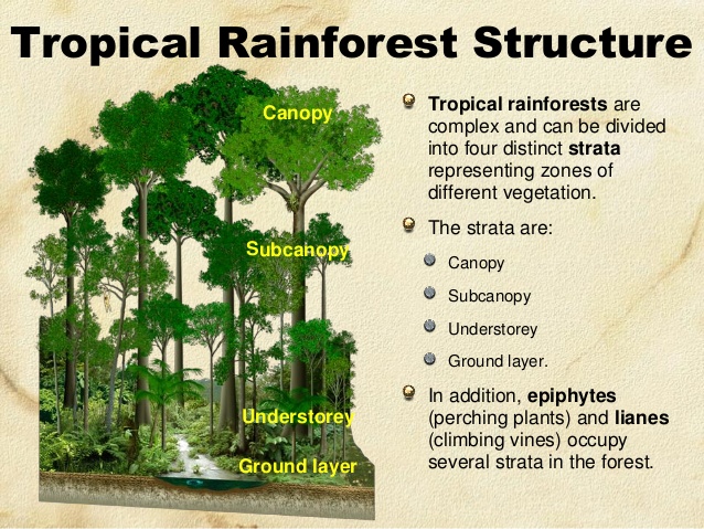 Detail Contoh Tanaman Hutan Hujan Tropis Nomer 35