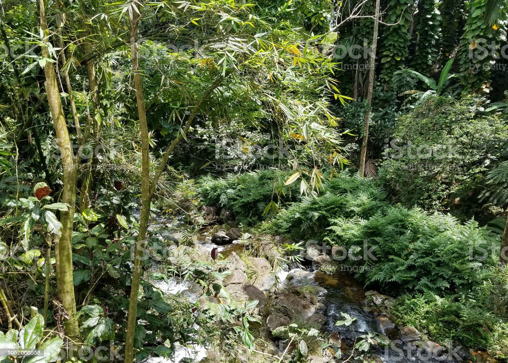 Detail Contoh Tanaman Hutan Hujan Tropis Nomer 38