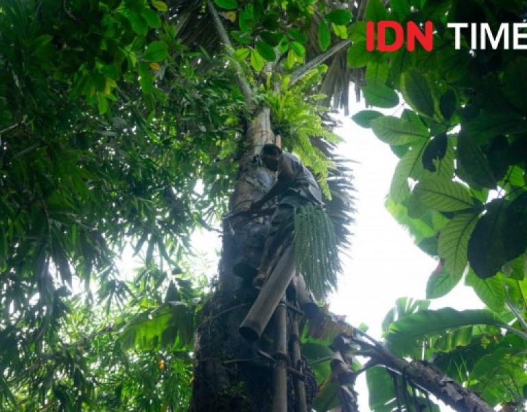 Detail Contoh Tanaman Hutan Hujan Tropis Nomer 46