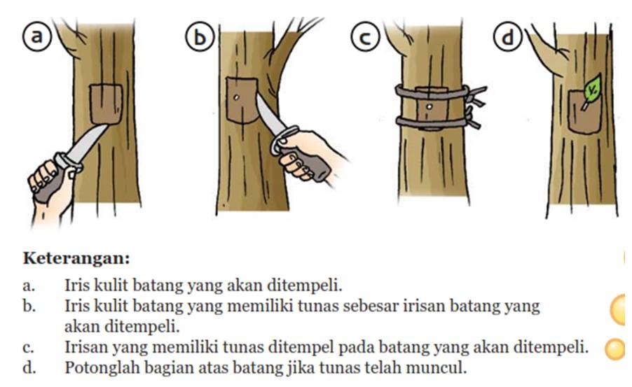 Detail Contoh Tanaman Menempel Okulasi Nomer 13