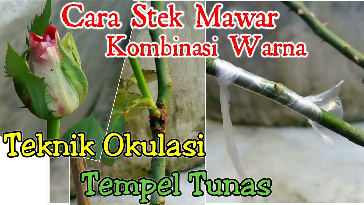 Detail Contoh Tanaman Menempel Okulasi Nomer 46