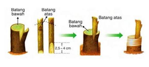 Detail Contoh Tanaman Menempel Okulasi Nomer 48