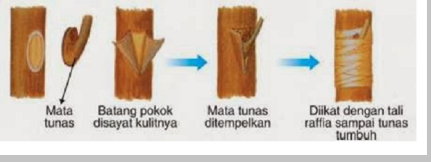 Detail Contoh Tanaman Menempel Okulasi Nomer 7