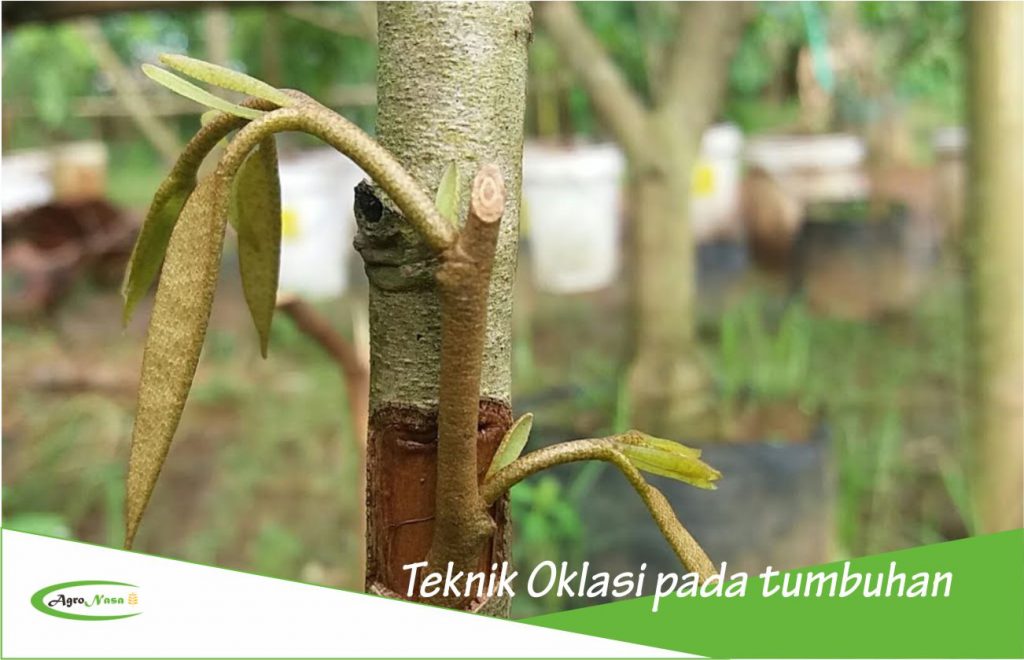 Contoh Tanaman Okulasi - KibrisPDR