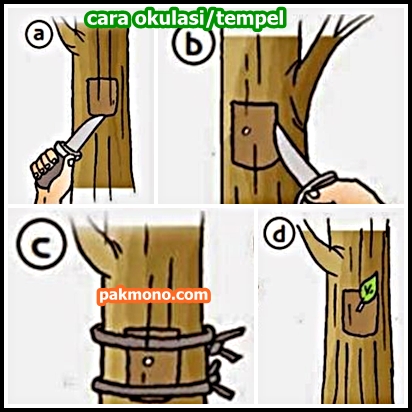 Detail Contoh Tanaman Okulasi Nomer 51