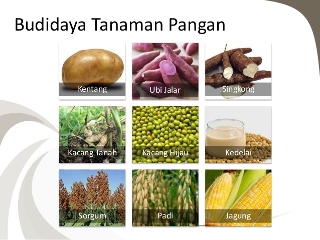 Contoh Tanaman Pangan - KibrisPDR