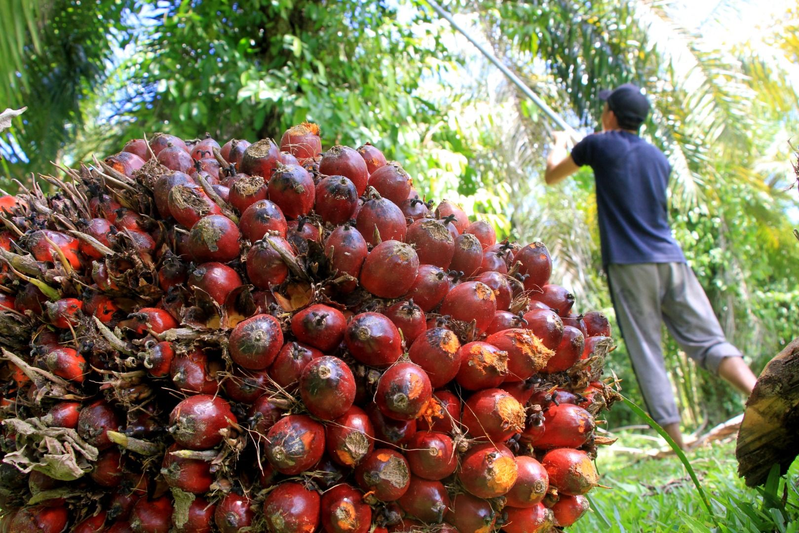 Detail Contoh Tanaman Perkebunan Nomer 14