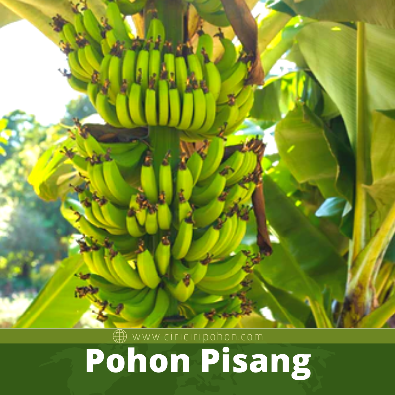 Detail Contoh Tanaman Pisang Nomer 25