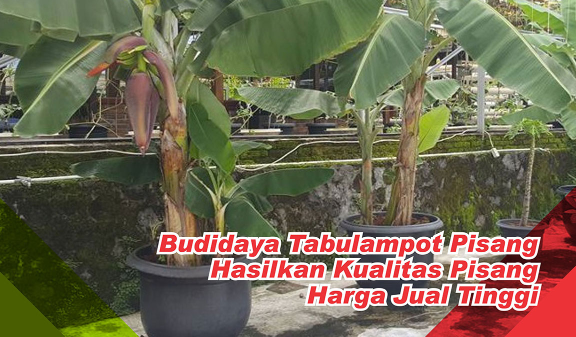 Detail Contoh Tanaman Pisang Nomer 27