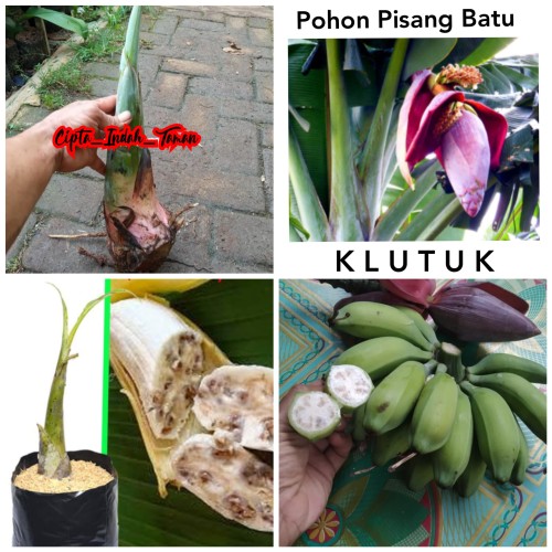 Detail Contoh Tanaman Pisang Nomer 31