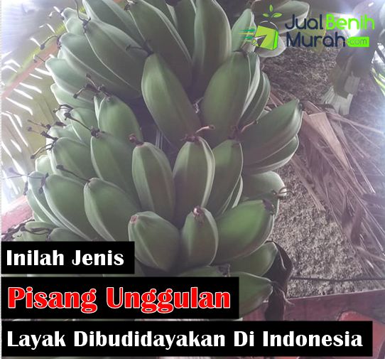 Detail Contoh Tanaman Pisang Nomer 53