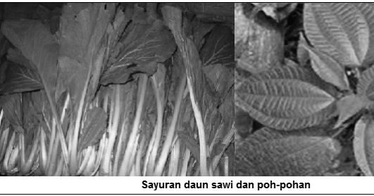 Detail Contoh Tanaman Sayuran Daun Nomer 52